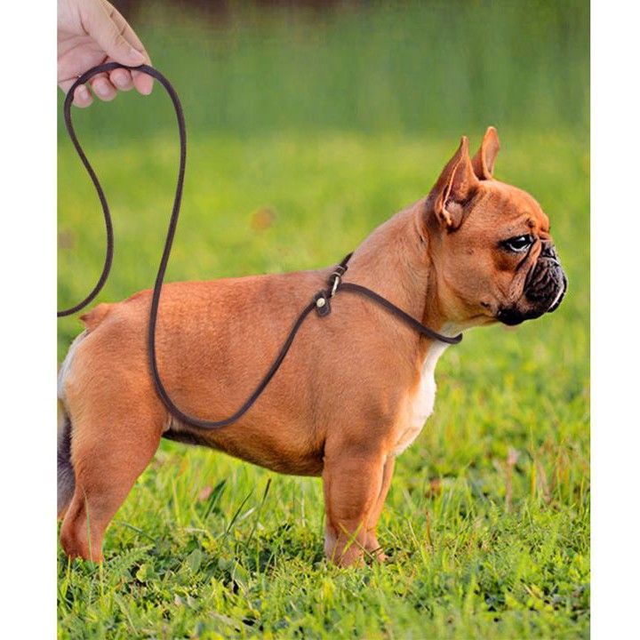 Slip Training Dog Lead